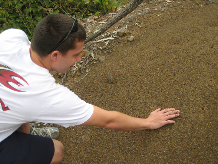 OReillys Day 3 - Ted and Meateater Ants Meateater ants "attacking" Ted