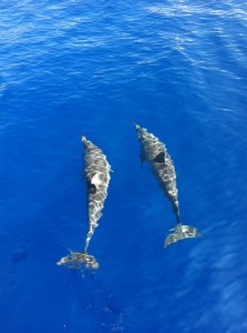 Spinner dolphins in Kealakekua Bay