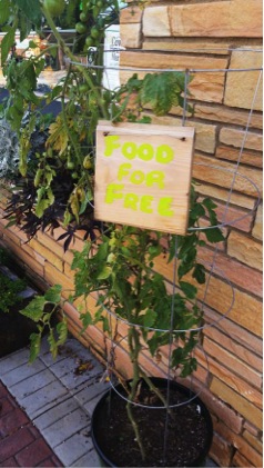 Plants for the public offering “food for free”