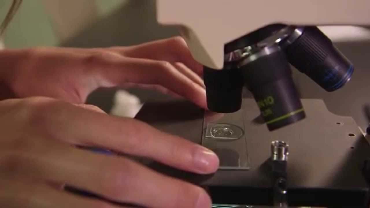 How to Use a Compound Microscope Learning On Demand