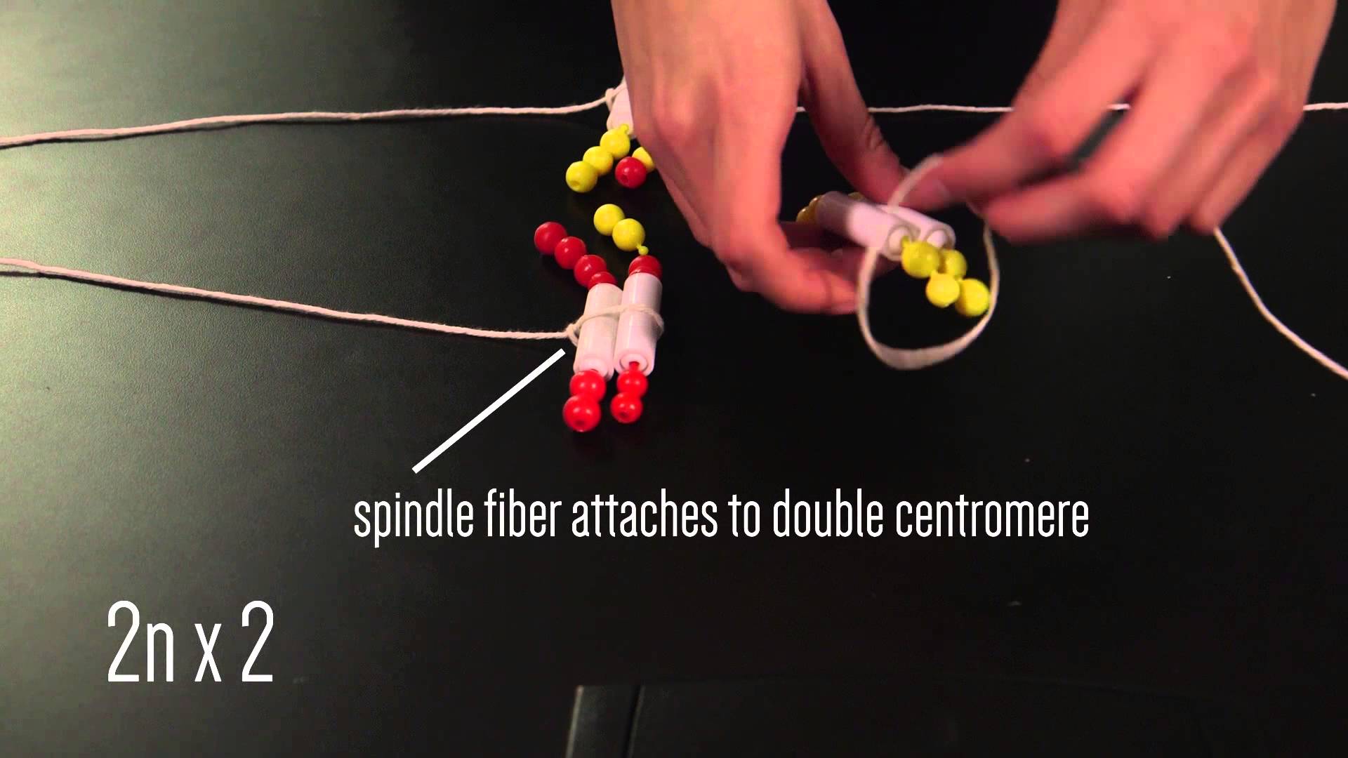 Meiosis Beads Activity Learning On Demand
