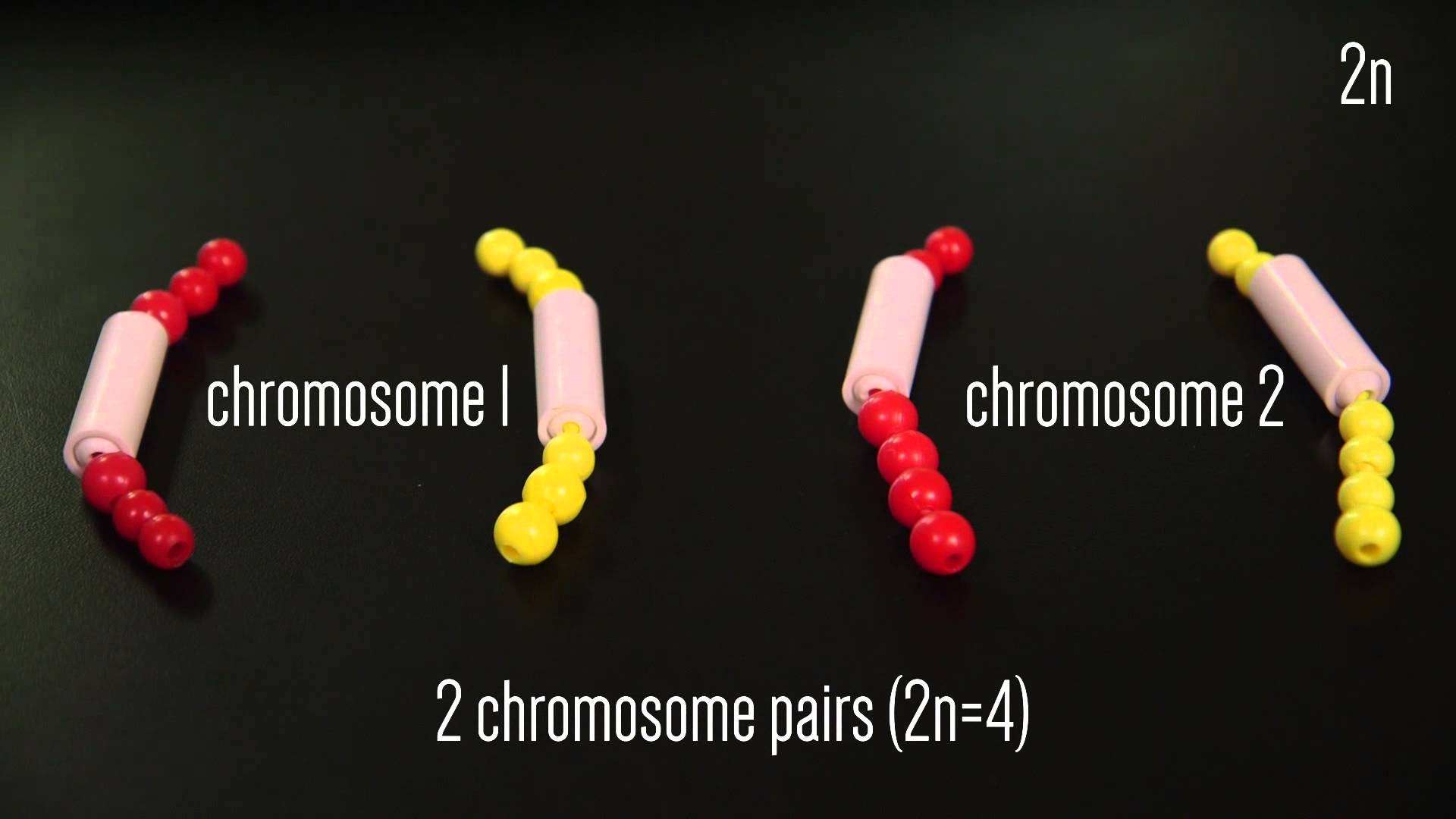 Mitosis Beads Activity | Learning On Demand diagram of a human cell 